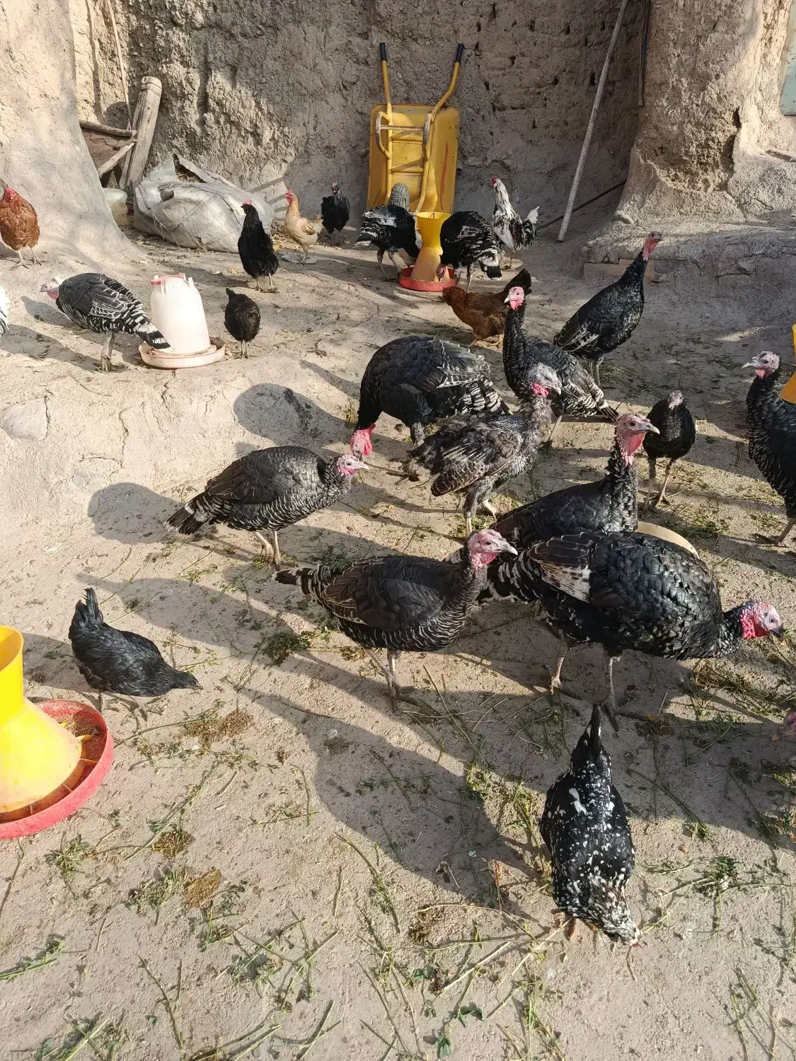 بوقلمون نر|حیوانات مزرعه|نوبران, |دیوار