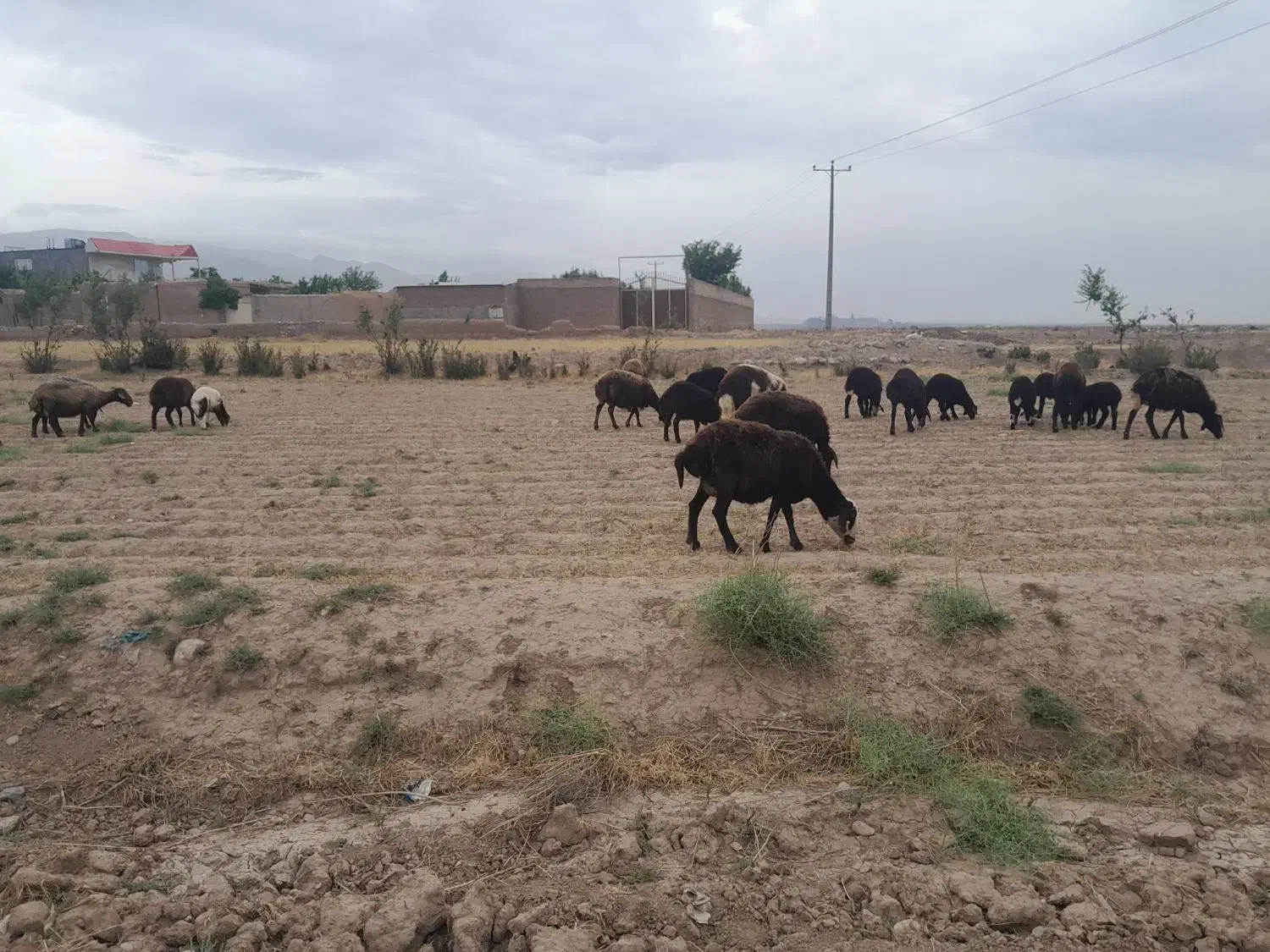 زمین ۸۳۰متر معاوضه با گوسفند|فروش زمین و ملک کلنگی|نیشابور, شهرک فرهنگیان|دیوار