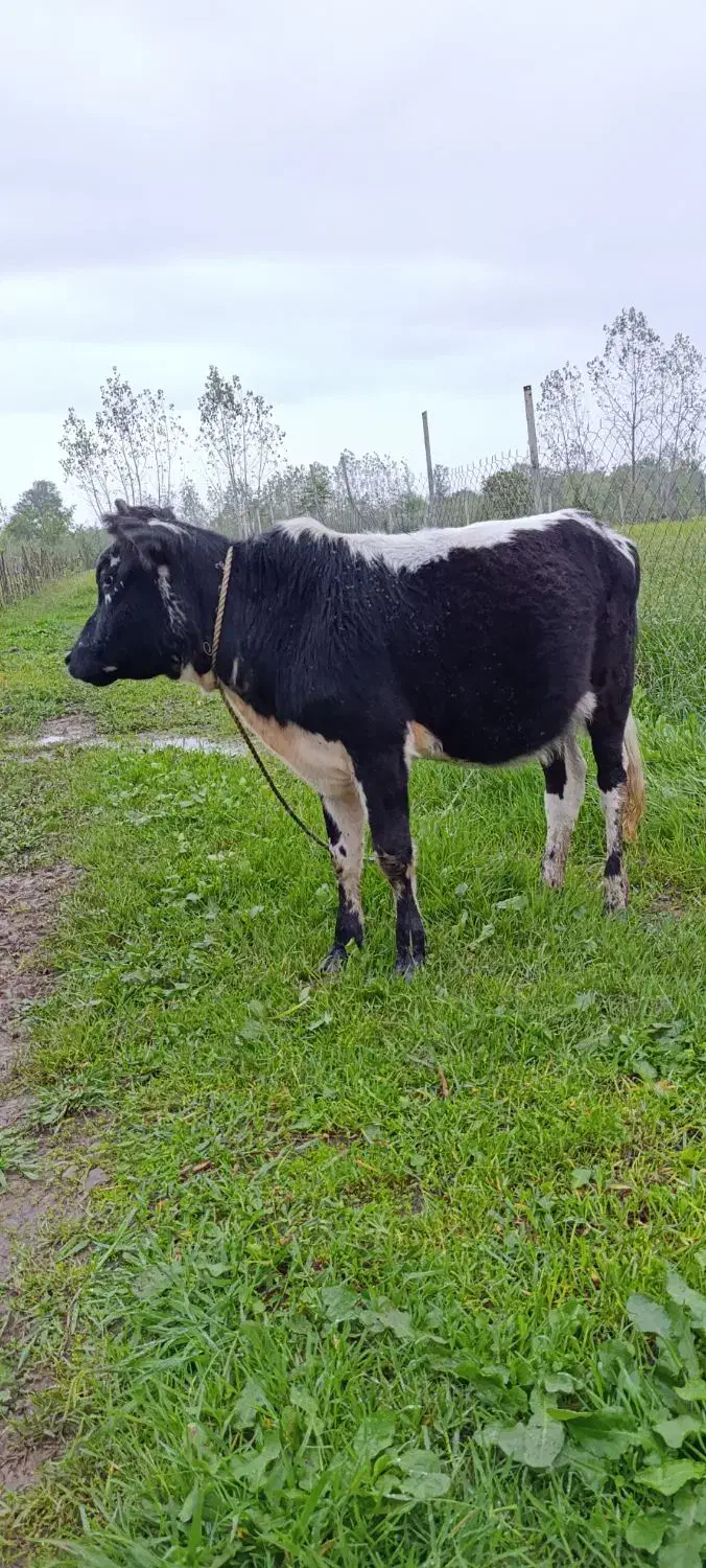 لیشه فروشی|حیوانات مزرعه|گوراب زرمیخ, |دیوار