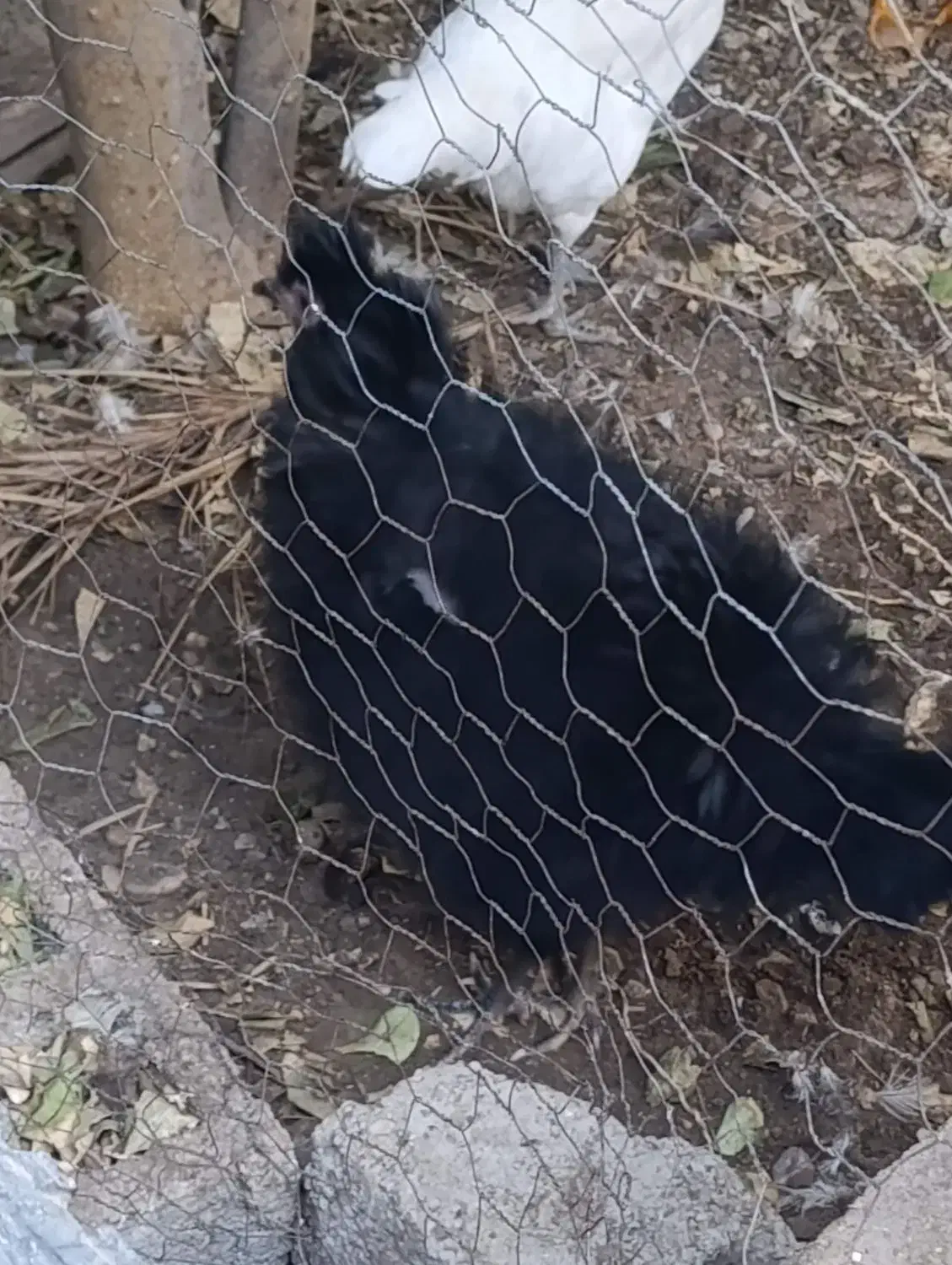 دو مرغ و تعدادی جوجه|حیوانات مزرعه|آبپخش, |دیوار