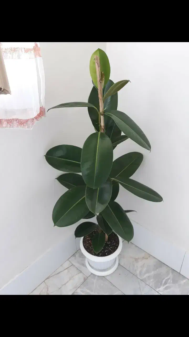 درختچه فیکوس|گل و گیاه طبیعی|کرج, خرمدشت|دیوار