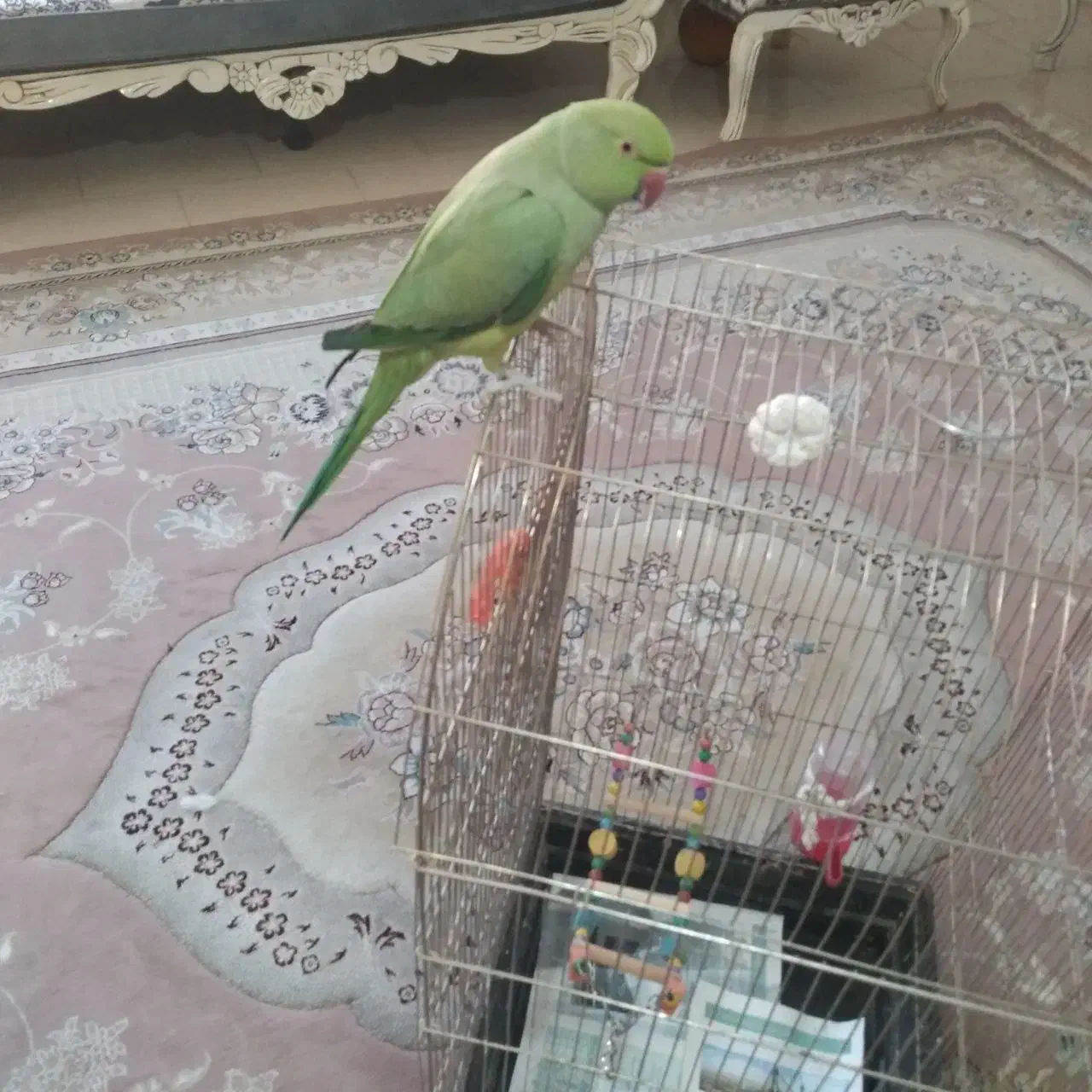 طوطی،کبوتر|پرنده|گلبهار, شهر جدید گلبهار|دیوار