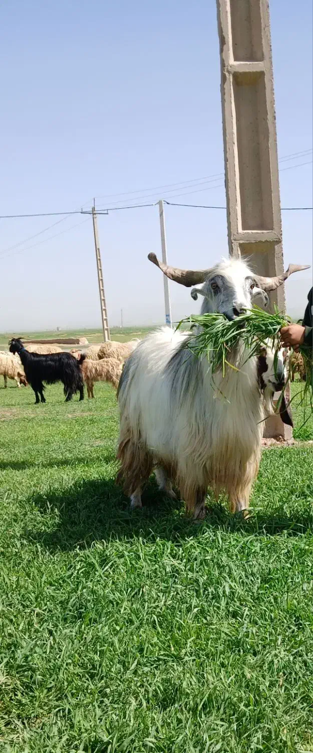 نر بز سه ساله|حیوانات مزرعه|ماهیدشت, |دیوار