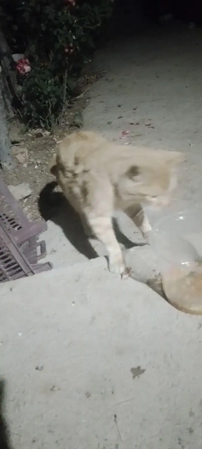 گربه دست اموز|گربه|خمین, |دیوار