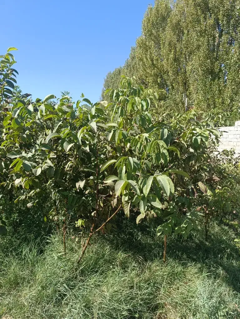 نهال گردو مناسب اقلیم های مختلف ایران|خدمات باغبانی و درختکاری|سنندج, |دیوار