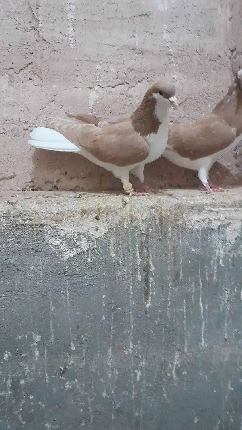 ۳عدد کبوتر|پرنده|اقبالیه, |دیوار