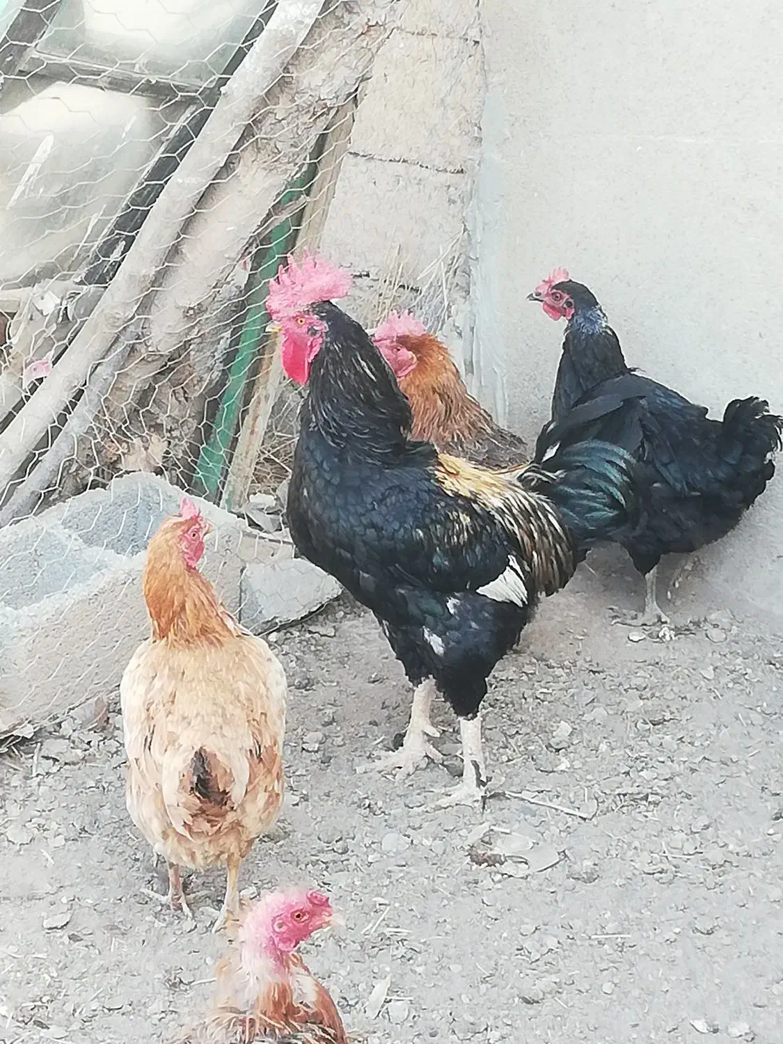 خروس جوان و سالم و سرحال|حیوانات مزرعه|شاهین دژ, |دیوار