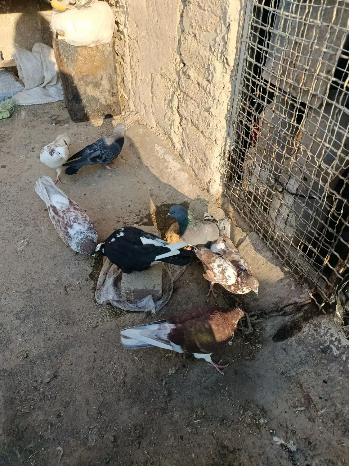 کفتر|پرنده|محمدشهر, سیدآباد|دیوار