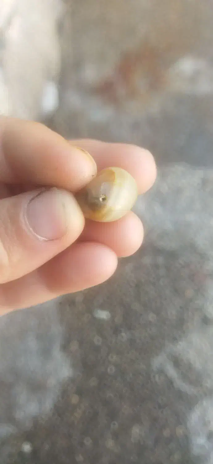 مهره بورد|جواهرات|دوگنبدان, |دیوار