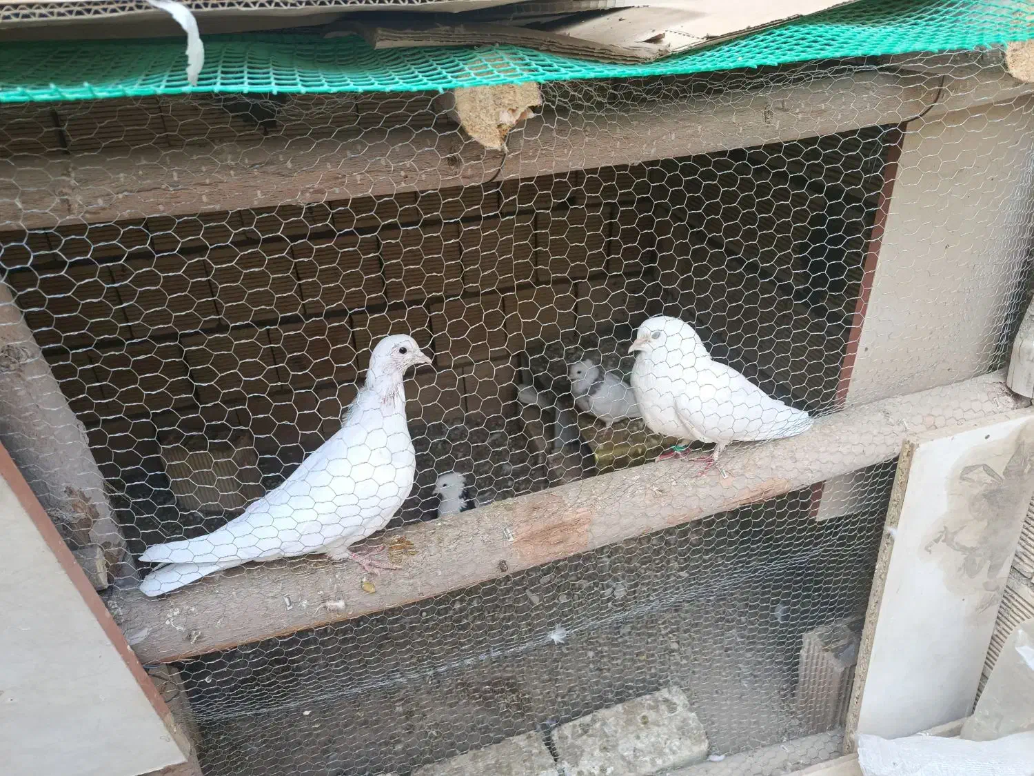 سفید تهرونی|پرنده|لنجان, |دیوار