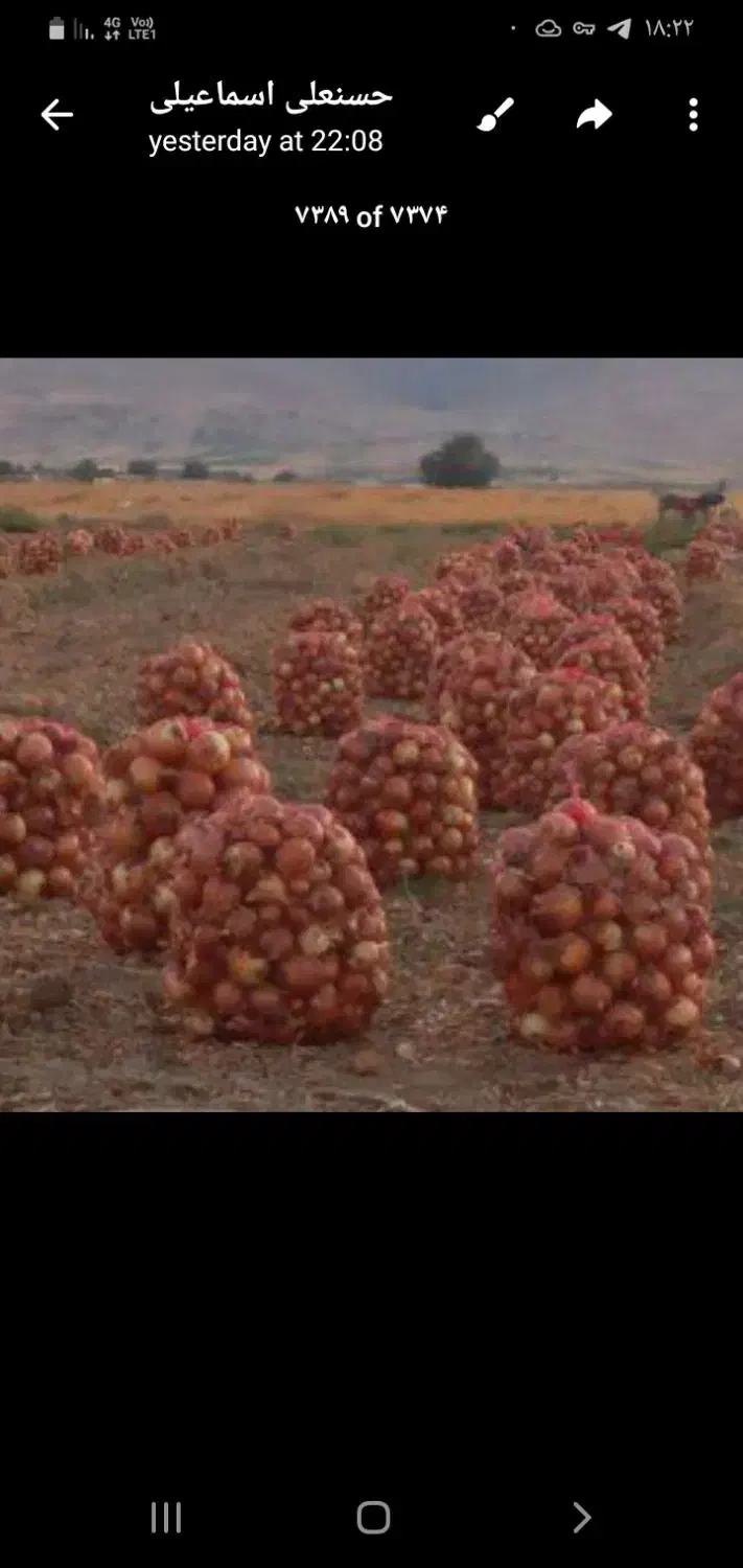 پیاز|خوردنی و آشامیدنی|بناب, |دیوار