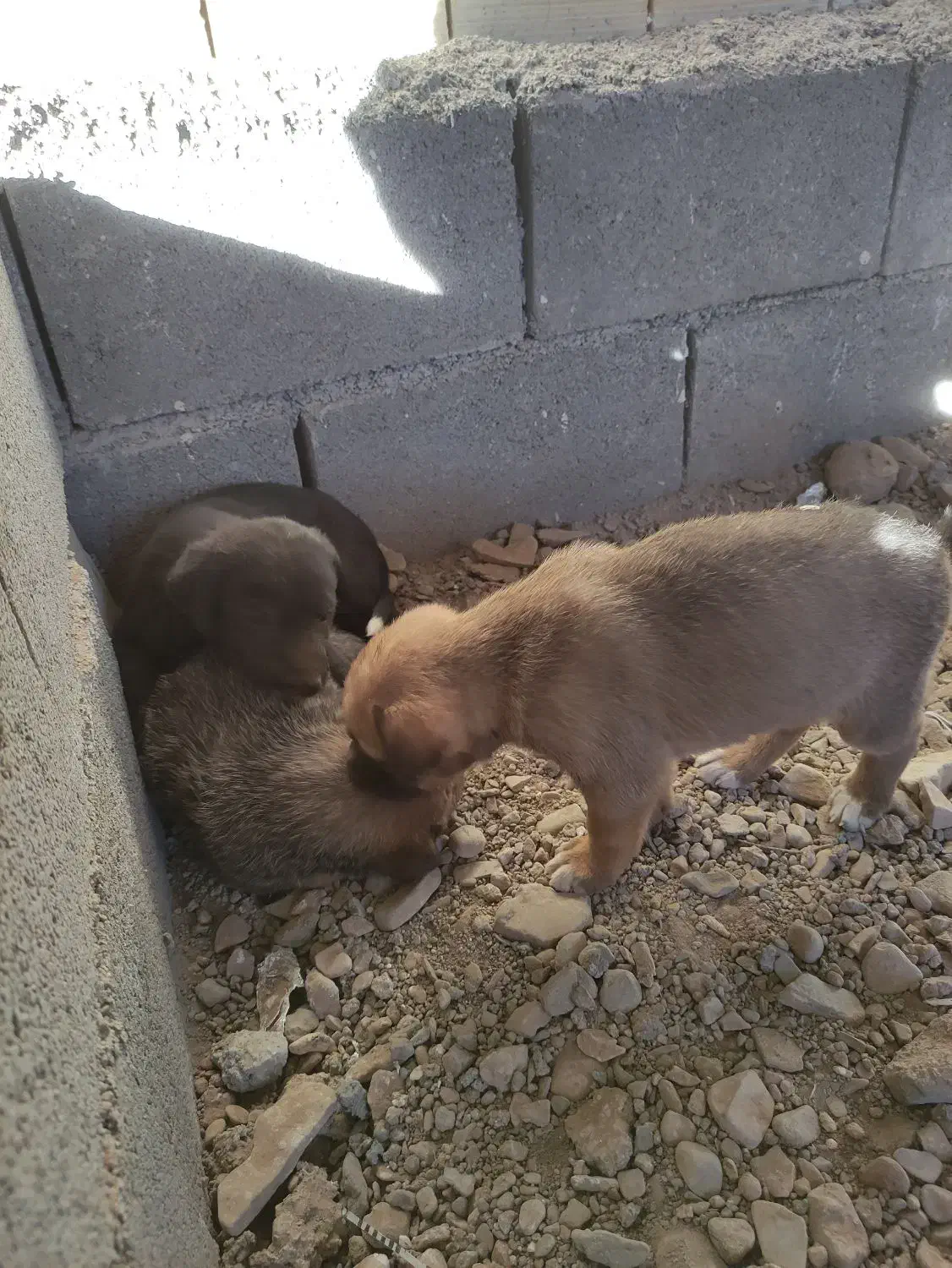 توله های بومی حسابی سالم ....|سگ|جعفرآباد, |دیوار