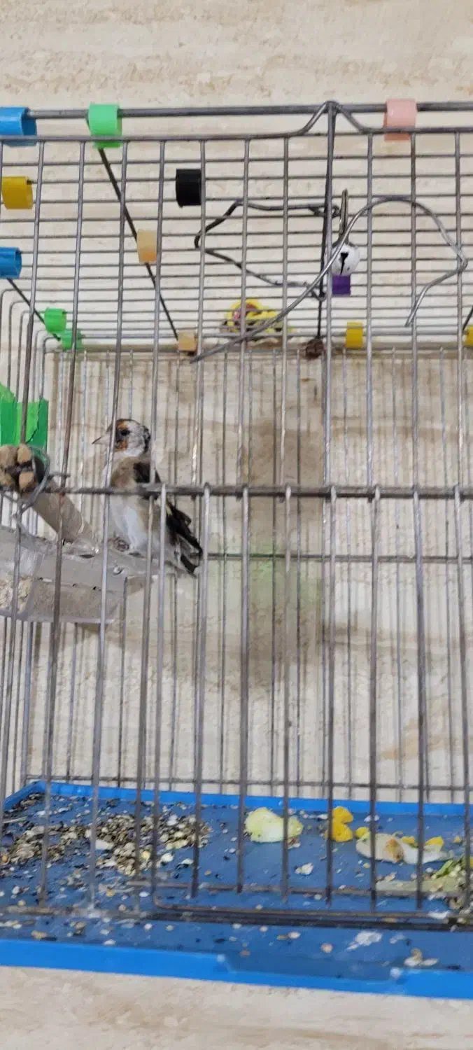 سهره قناری|پرنده|خمینیشهر, |دیوار