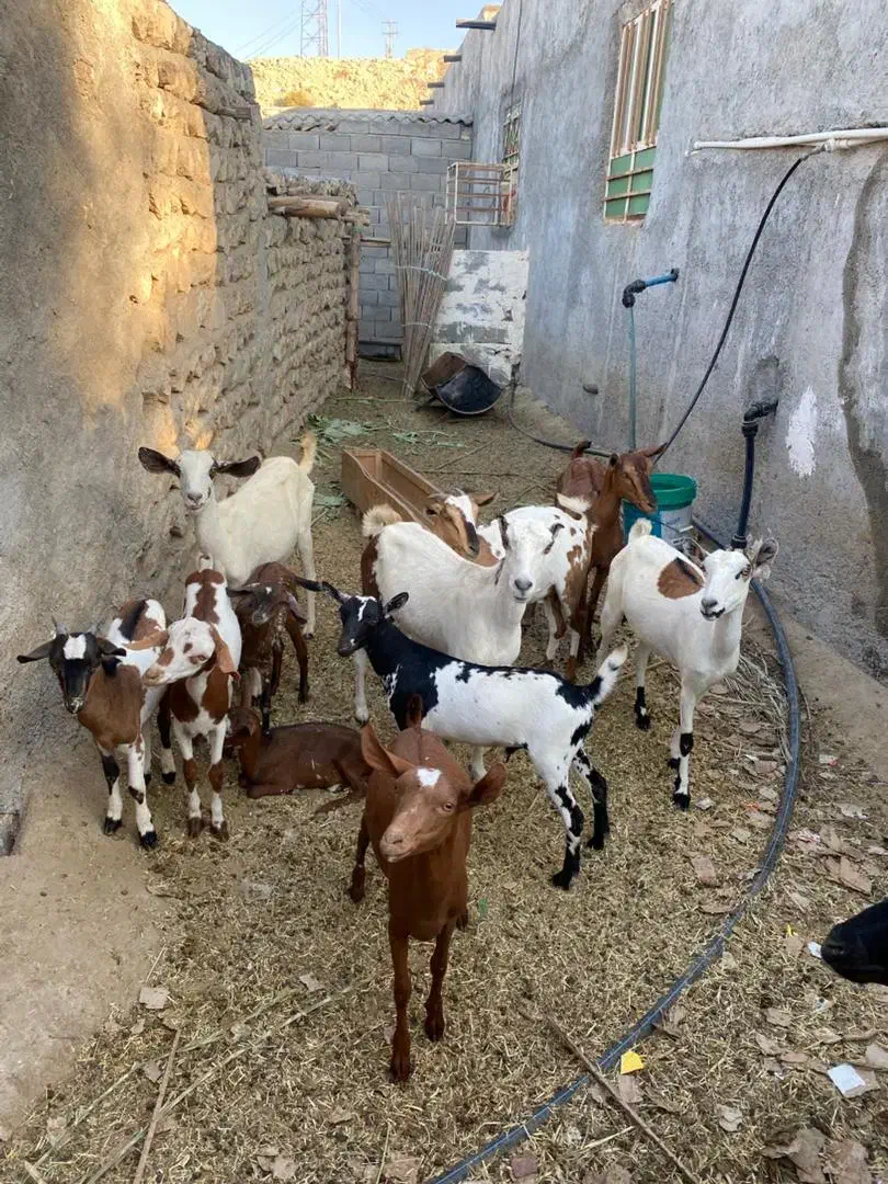 بز کهره با بز کهری|حیوانات مزرعه|بندرعباس, |دیوار