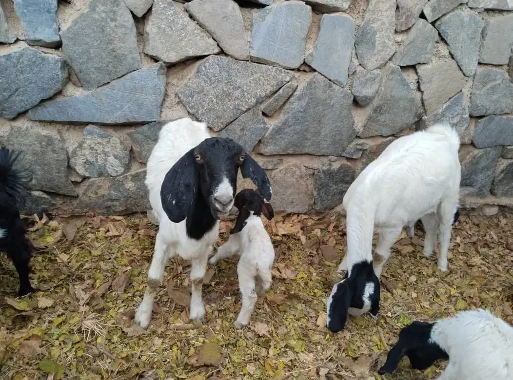 11عدد بز قیمت مفت|حیوانات مزرعه|نطنز, |دیوار