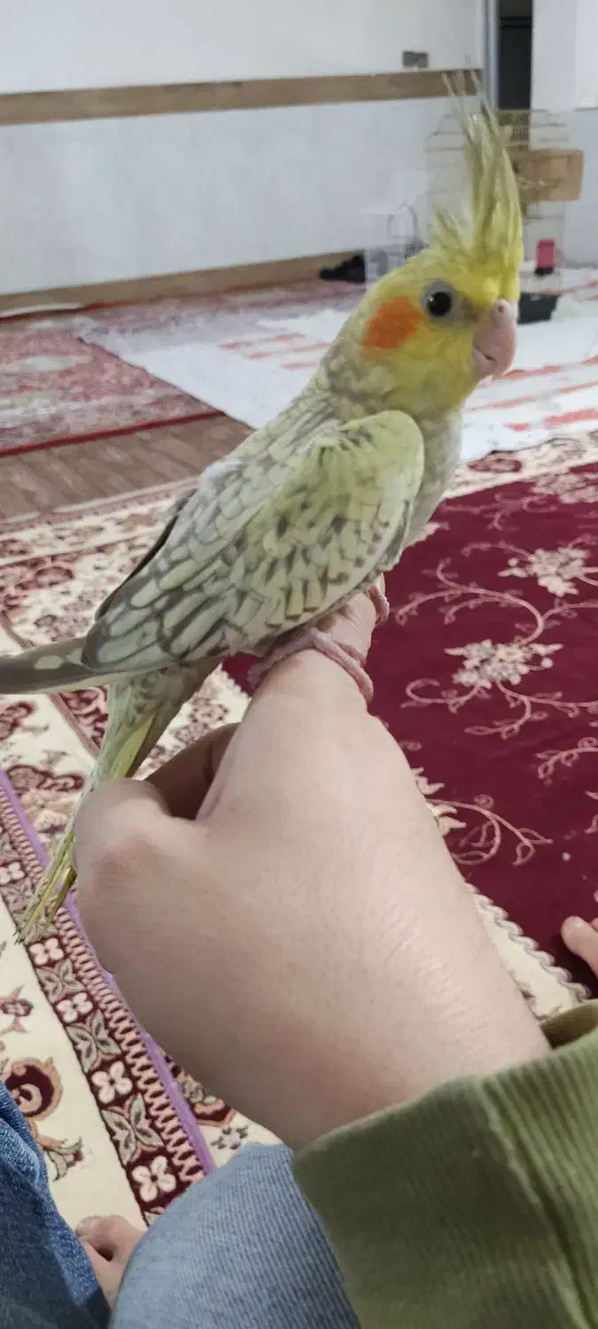 عروس هلندی|پرنده|قرچک, داوود آباد|دیوار