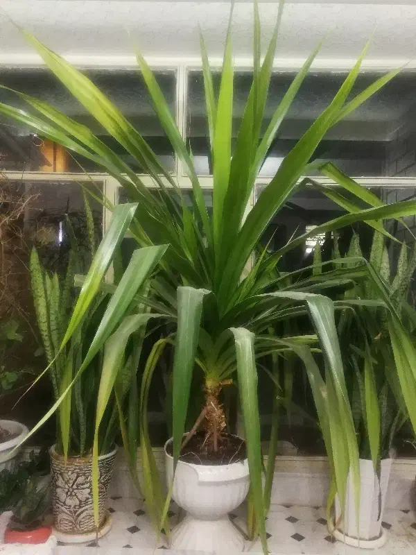 گل بزرگ (پاندانوس)|گل و گیاه طبیعی|فولادشهر, سایت صنعتی کاوه|دیوار