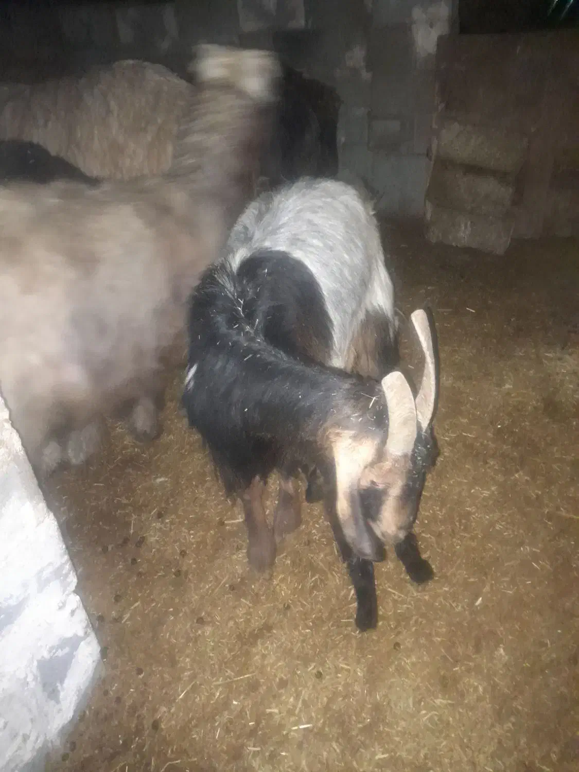 دوراس بز کهره دار|حیوانات مزرعه|مرودشت, رامجرد یک|دیوار