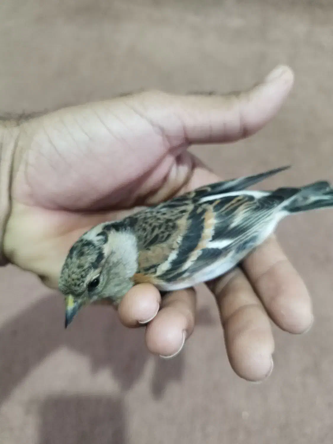 سهره گلبسر وسهره ببری وسهره سبزوسینه سرخ|پرنده|امیدیه, |دیوار