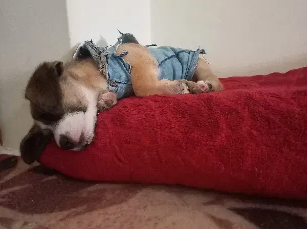 سگ پاکوتاه|سگ|یزد, |دیوار