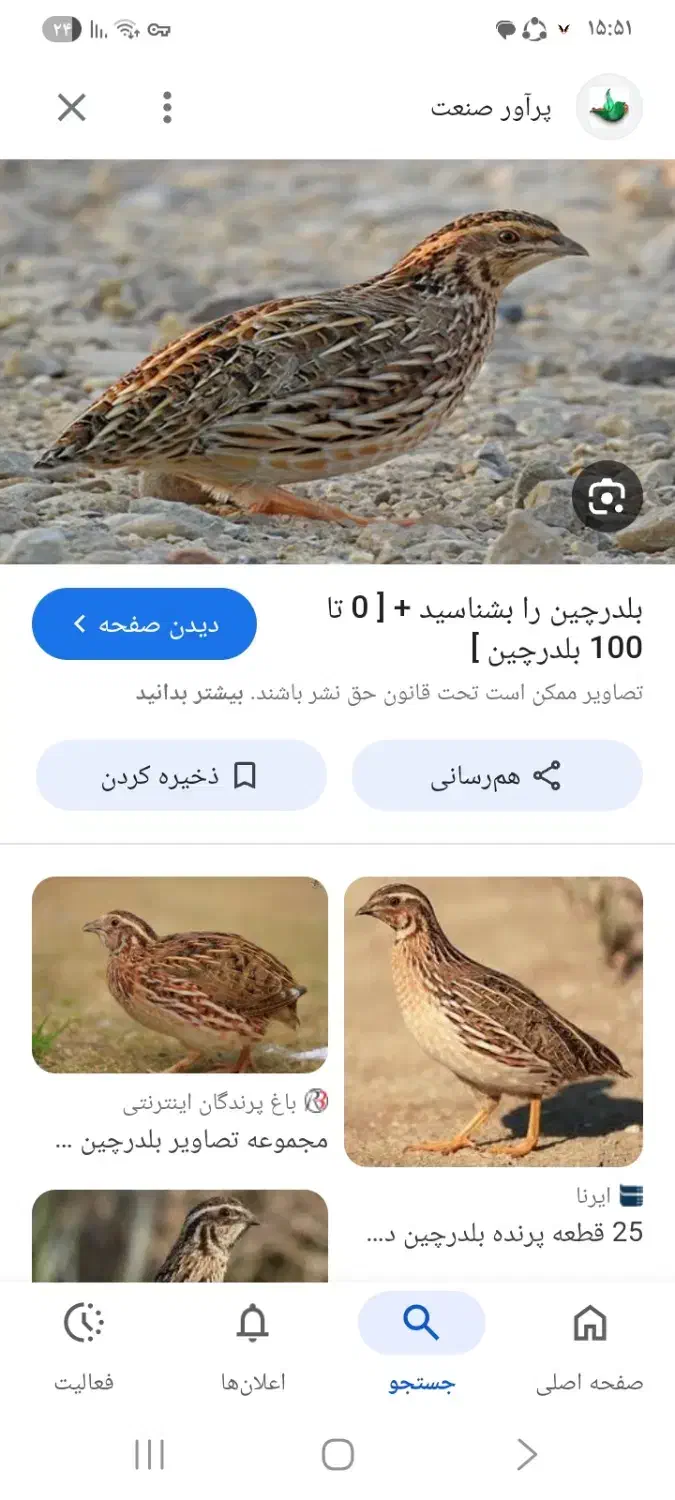 ف وش بلدرچین|پرنده|جهرم, |دیوار