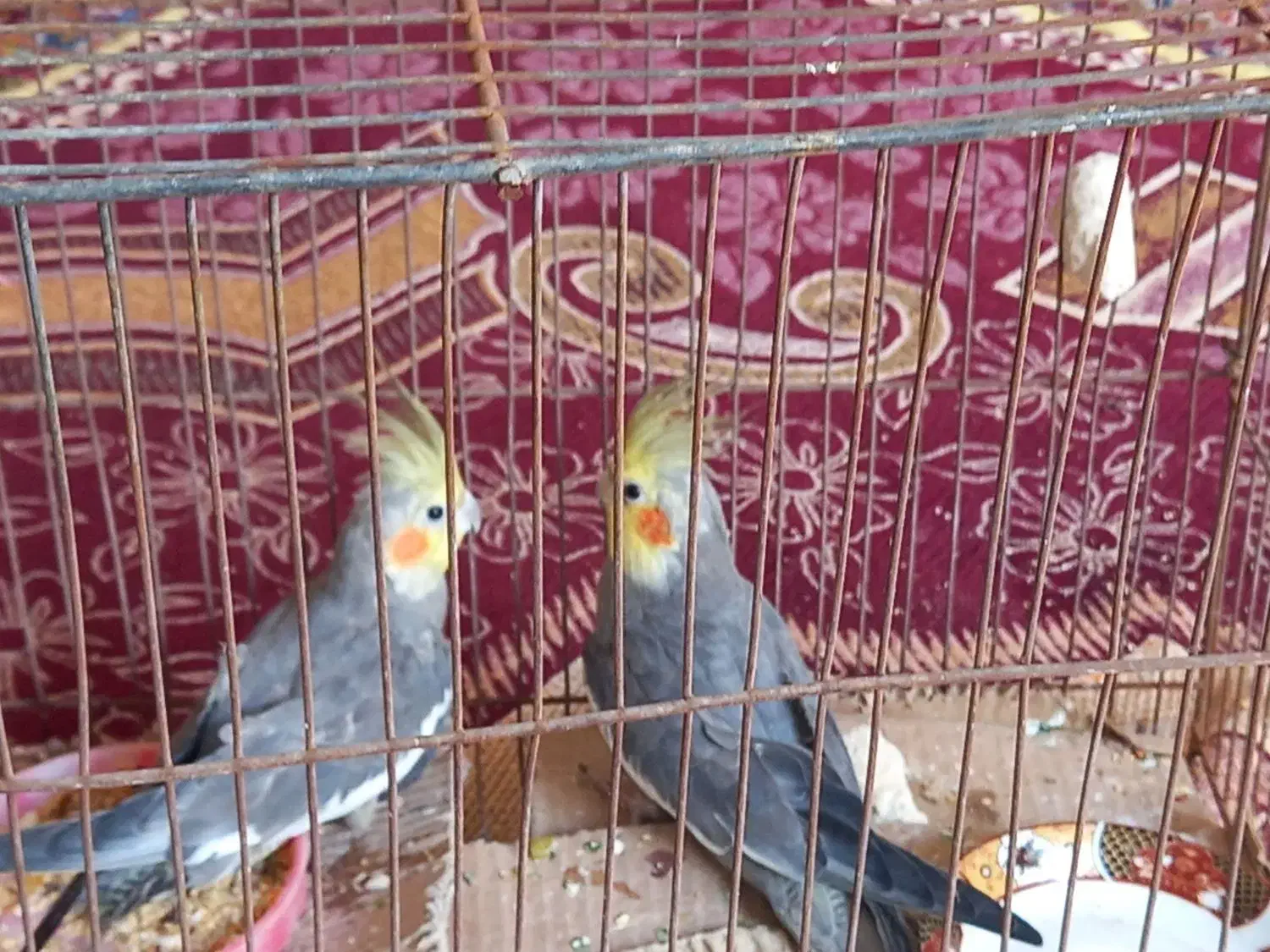 پرنده|پرنده|حمیدیا, |دیوار