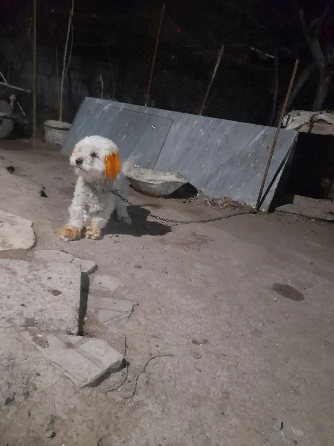 سگ پاکوتاه|سگ|اردبیل, |دیوار