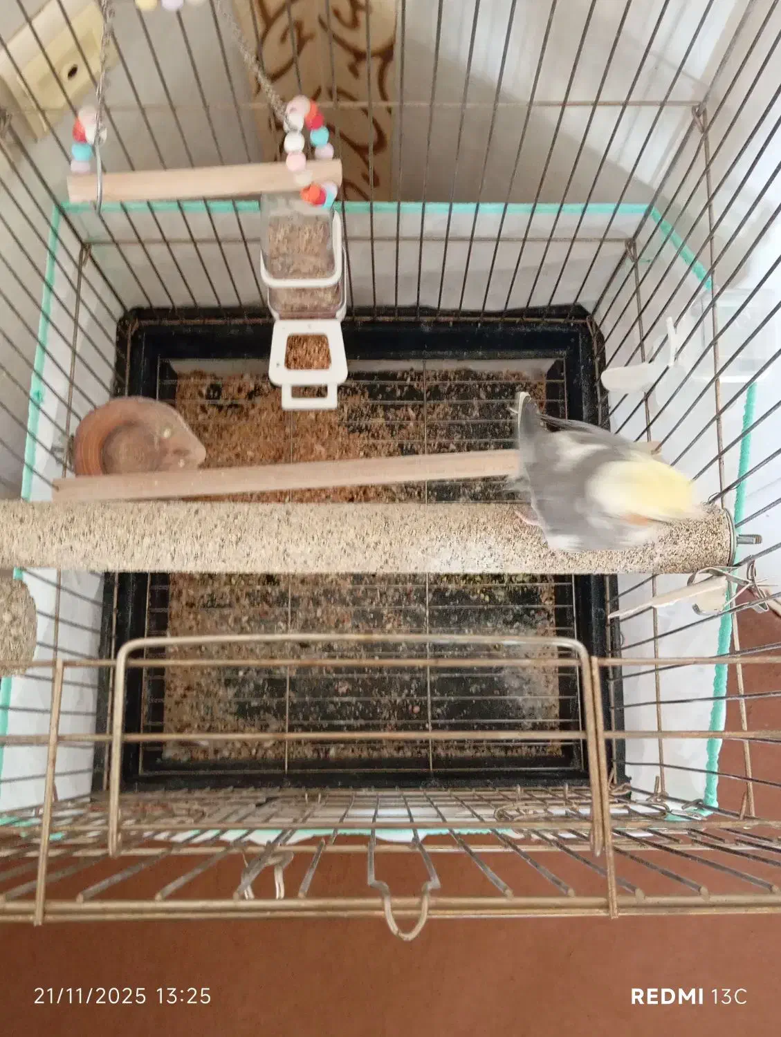 پرنده عروس هلندی|پرنده|تاکستان, |دیوار