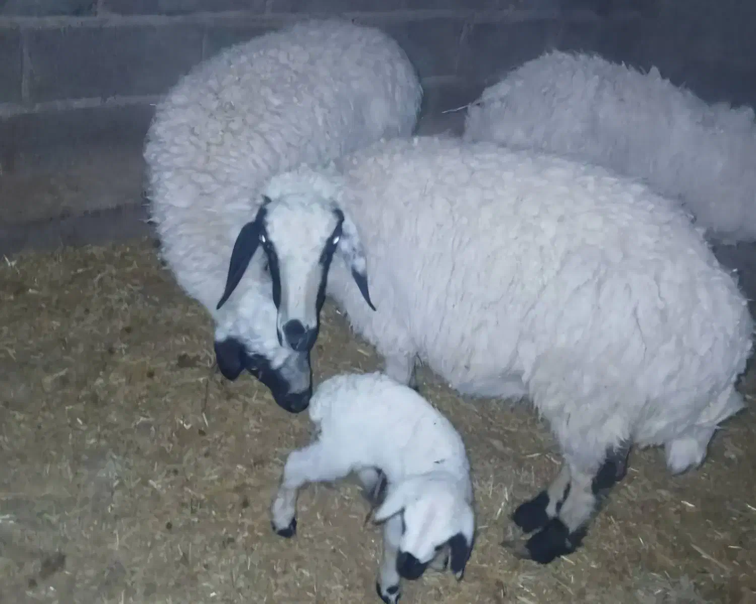 تعداد ۳۵ راس میش بره دار جوان  و بره|حیوانات مزرعه|سیرجان, |دیوار