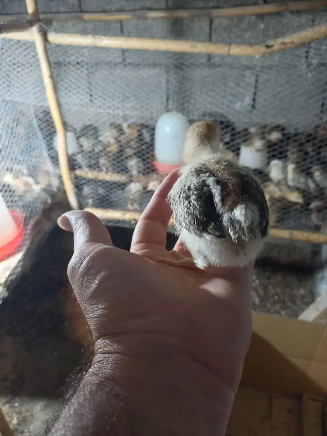 جوجه محلی انتخاب شما،،کیفیت از من ۷ روزه دونه ۳۰|حیوانات مزرعه|فریدونکنار, |دیوار