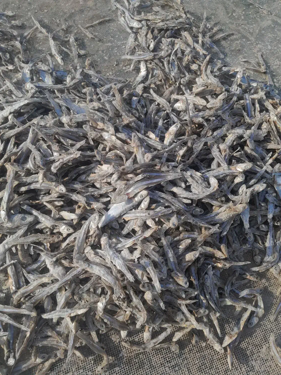 خرید تناژبالاماهی خشک درجه ۱ وفروش درجه ۲|ماهی|قشم, |دیوار