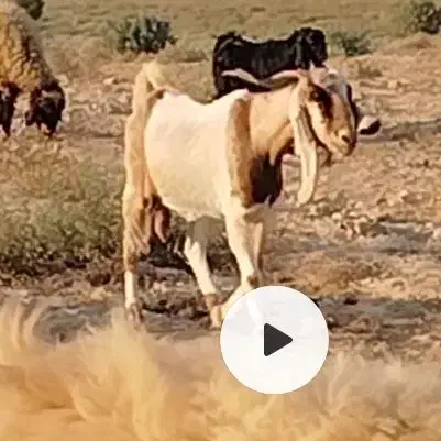 بز ابستن|حیوانات مزرعه|سعدآباد, |دیوار