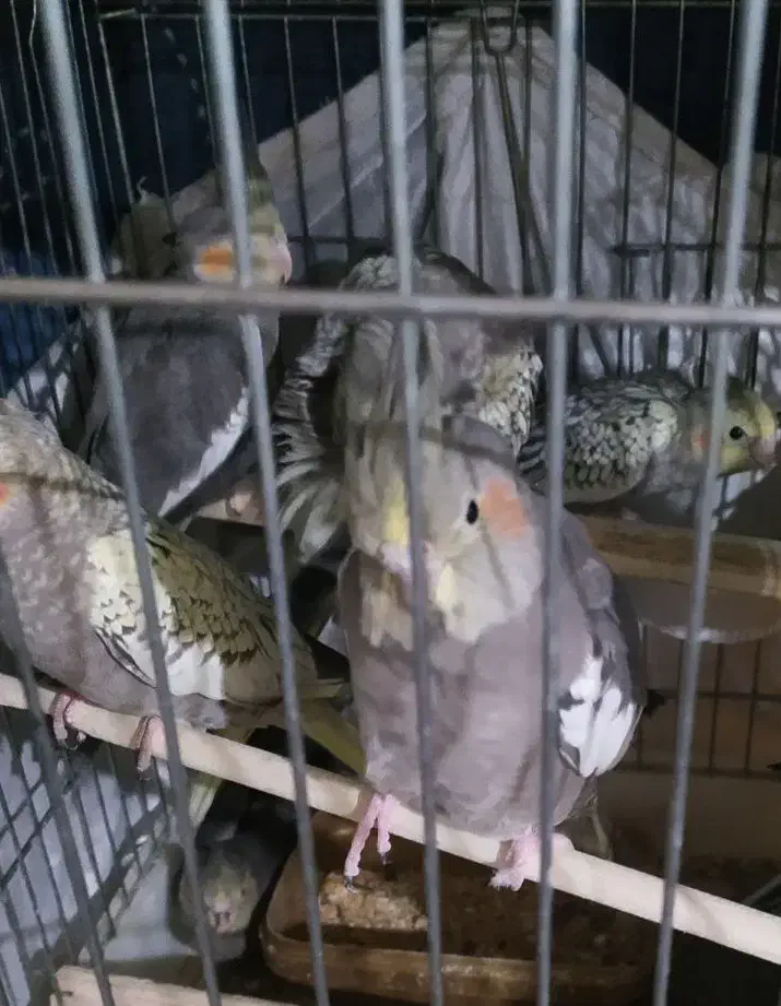 عروس هلندی|پرنده|پرند, فاز ۳|دیوار