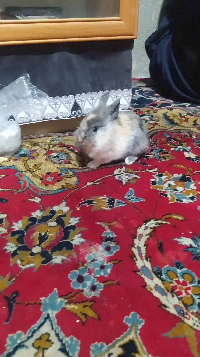 خرگوش لپ از باق حیوانات اصفهان اوردم|موش و خرگوش|گلپایگان, |دیوار