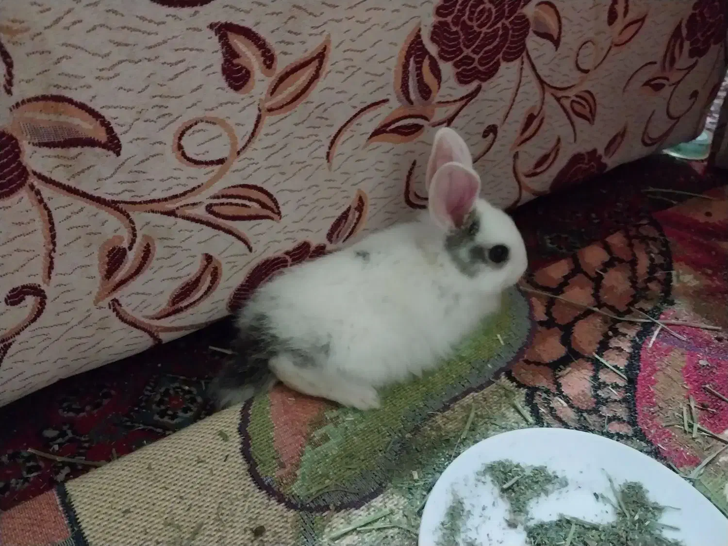 خرگوش|موش و خرگوش|کرمانشاه, |دیوار