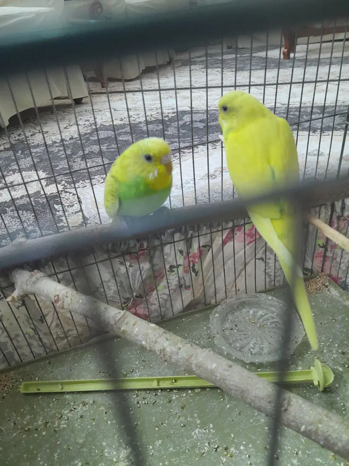 مرغ عشق دونه ۱۲۰|پرنده|قزوین, |دیوار