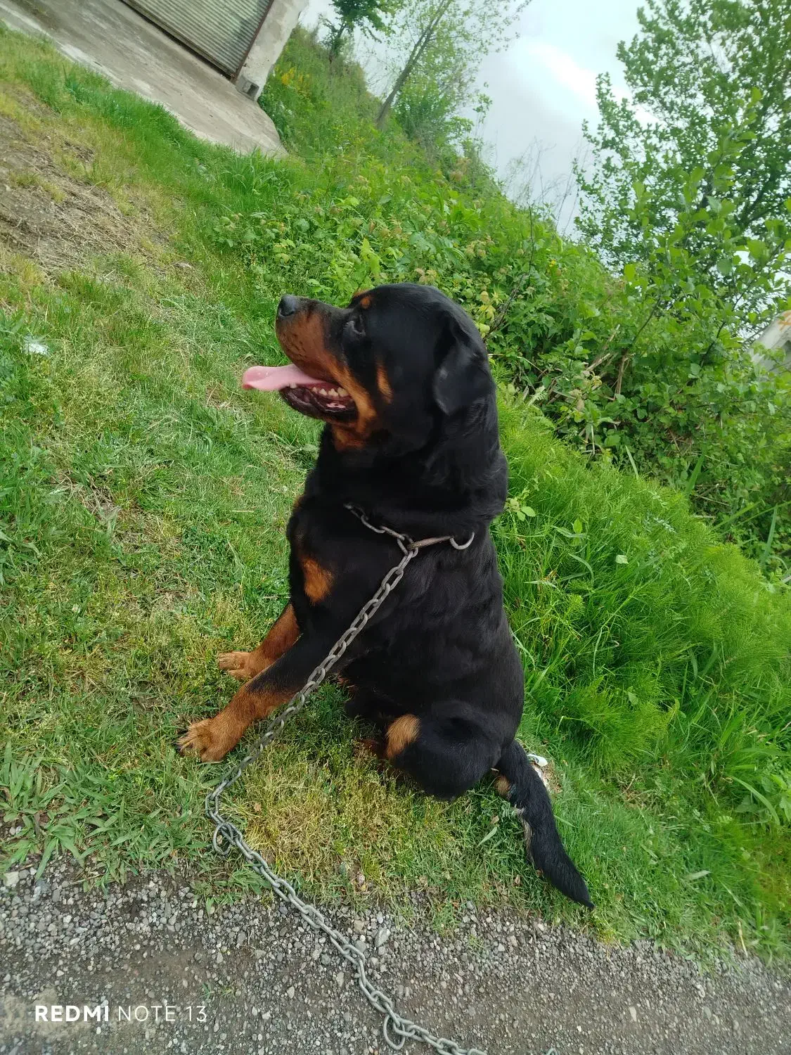 سگ روت وایلر برای جفت آلمانی|سگ|رشت, فخب|دیوار