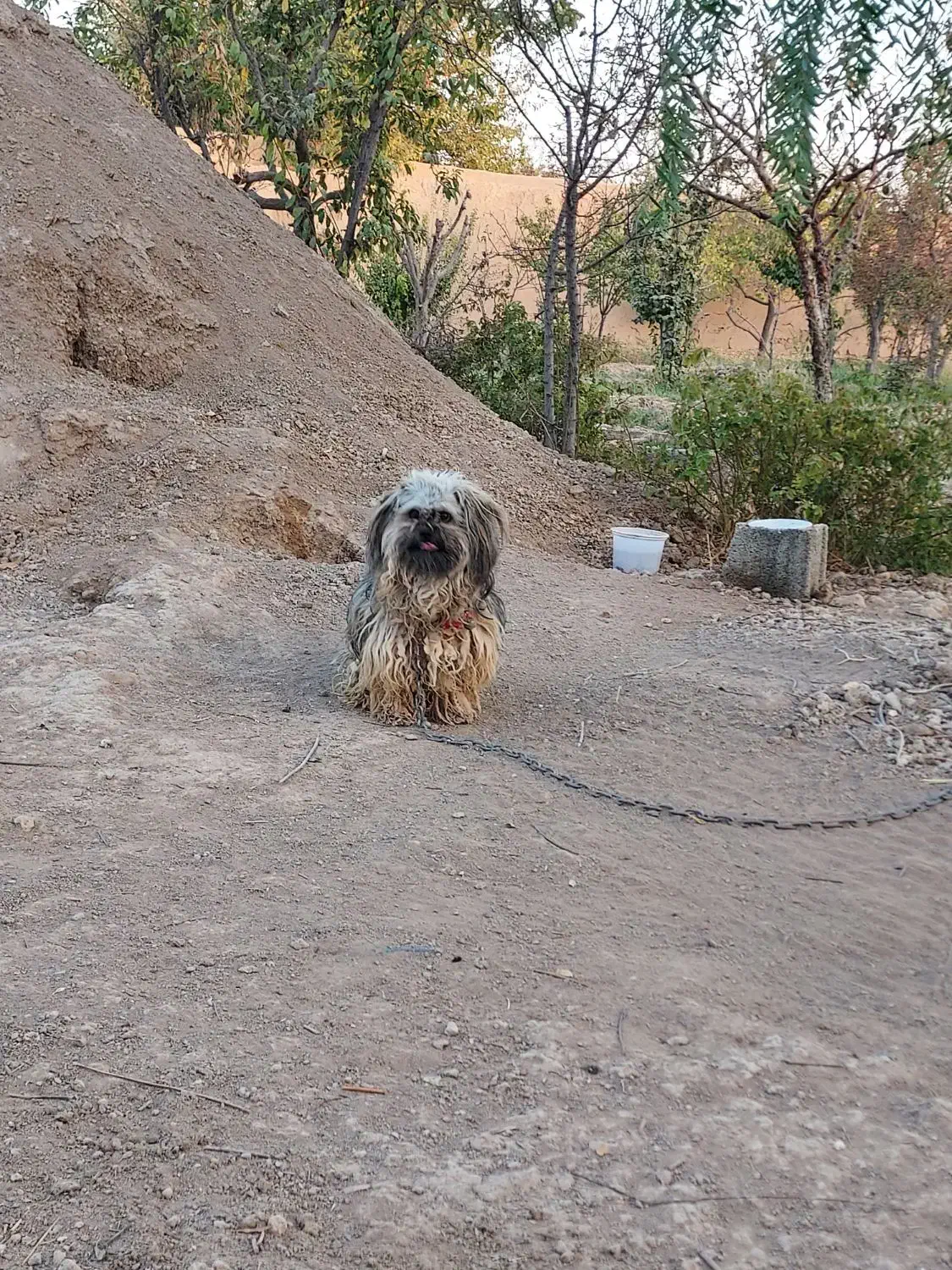 پاپی|سگ|خمینیشهر, |دیوار