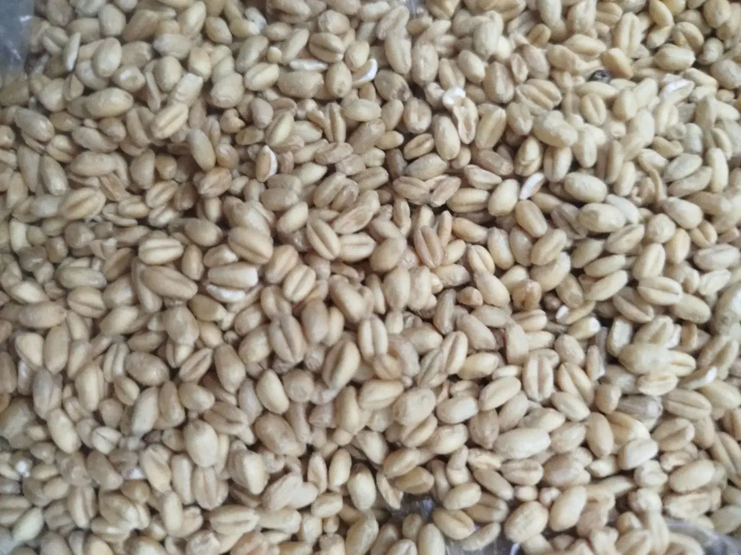 گندم بذری|خدمات باغبانی و درختکاری|سلطانیه, |دیوار