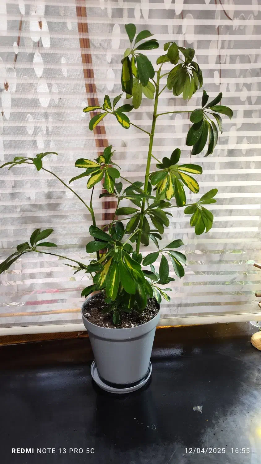 گیاه و گلدان|گل و گیاه طبیعی|اهواز, کوروش|دیوار