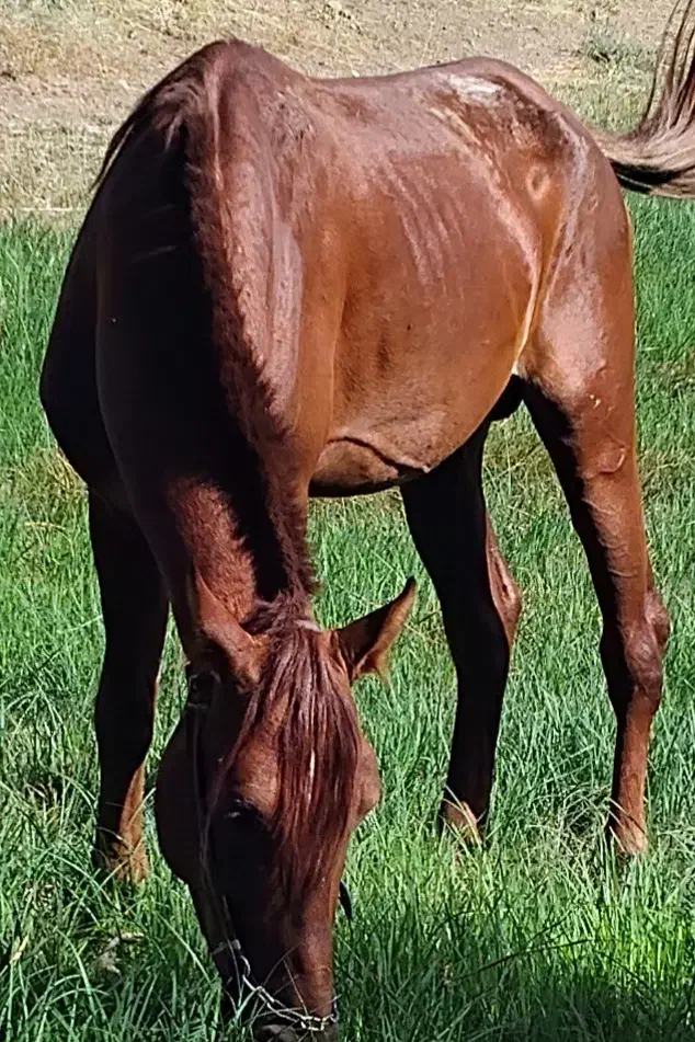 اسب|اسب و تجهیزات اسب‌سواری|سنندج, |دیوار