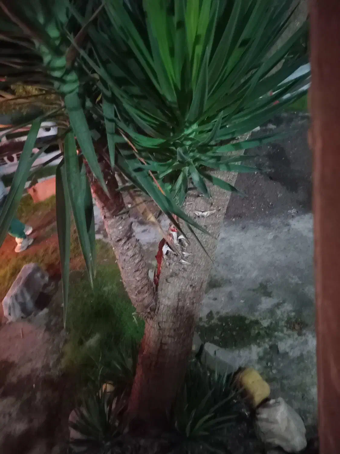 گل یوکا|گل و گیاه طبیعی|خمام, |دیوار