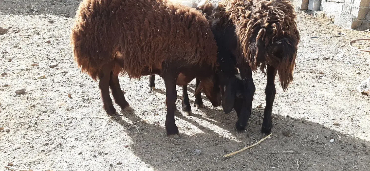 ۳راس گوسفند. بره ماده طقلی افشار پای قوچ|حیوانات مزرعه|فردیس, شهرک ناز|دیوار