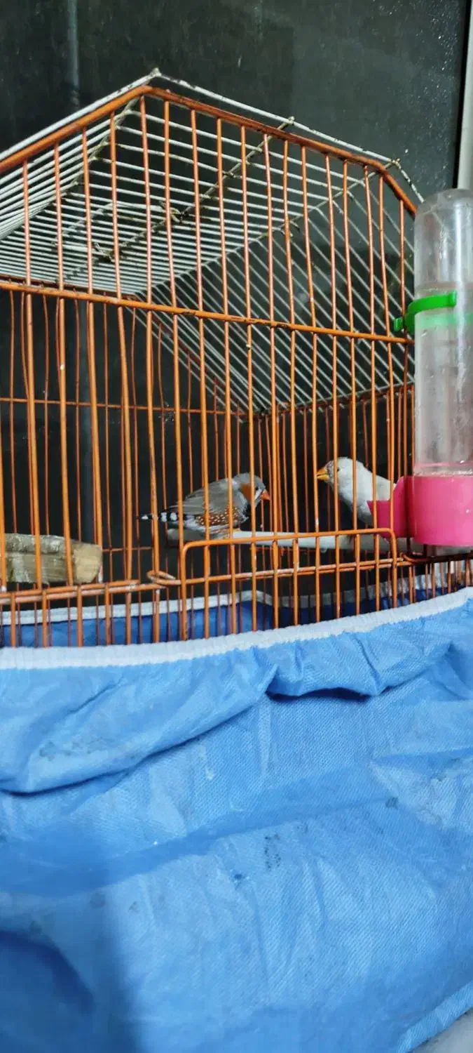یه جفت فنچ با قفس و همچی|پرنده|فردیس, شهرک ناز|دیوار