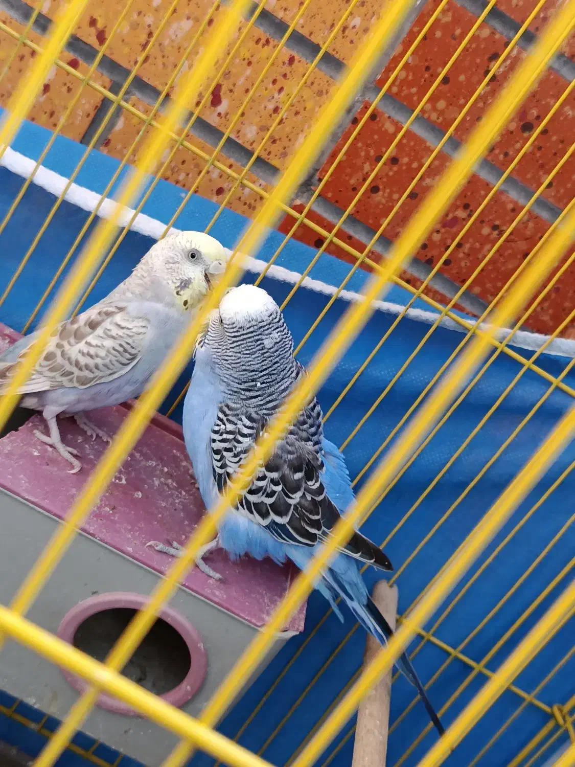 یک جفت مرغ عشق با سه عدد جوجه|پرنده|شاهینشهر, شهرک گلدیس|دیوار