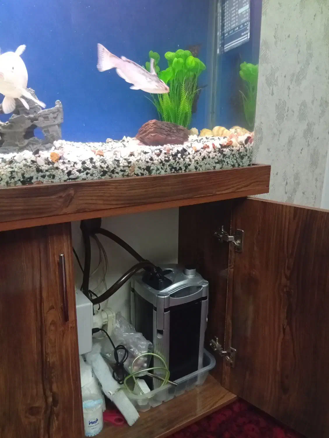 آکواریوم|ماهی|شهر ری, امین آباد|دیوار