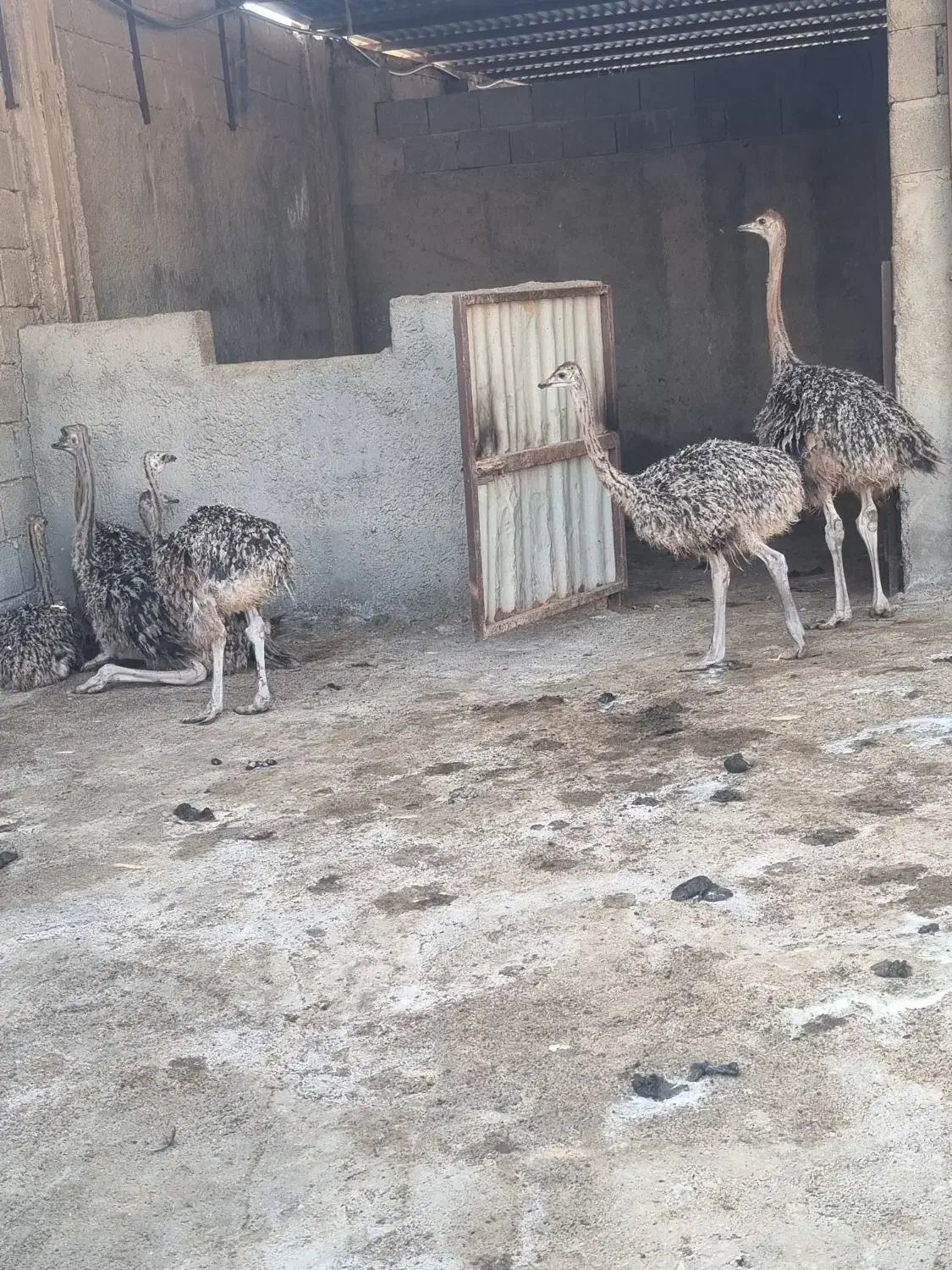 شترمرغ۳ ماه|حیوانات مزرعه|کنار تخته و کمار, |دیوار