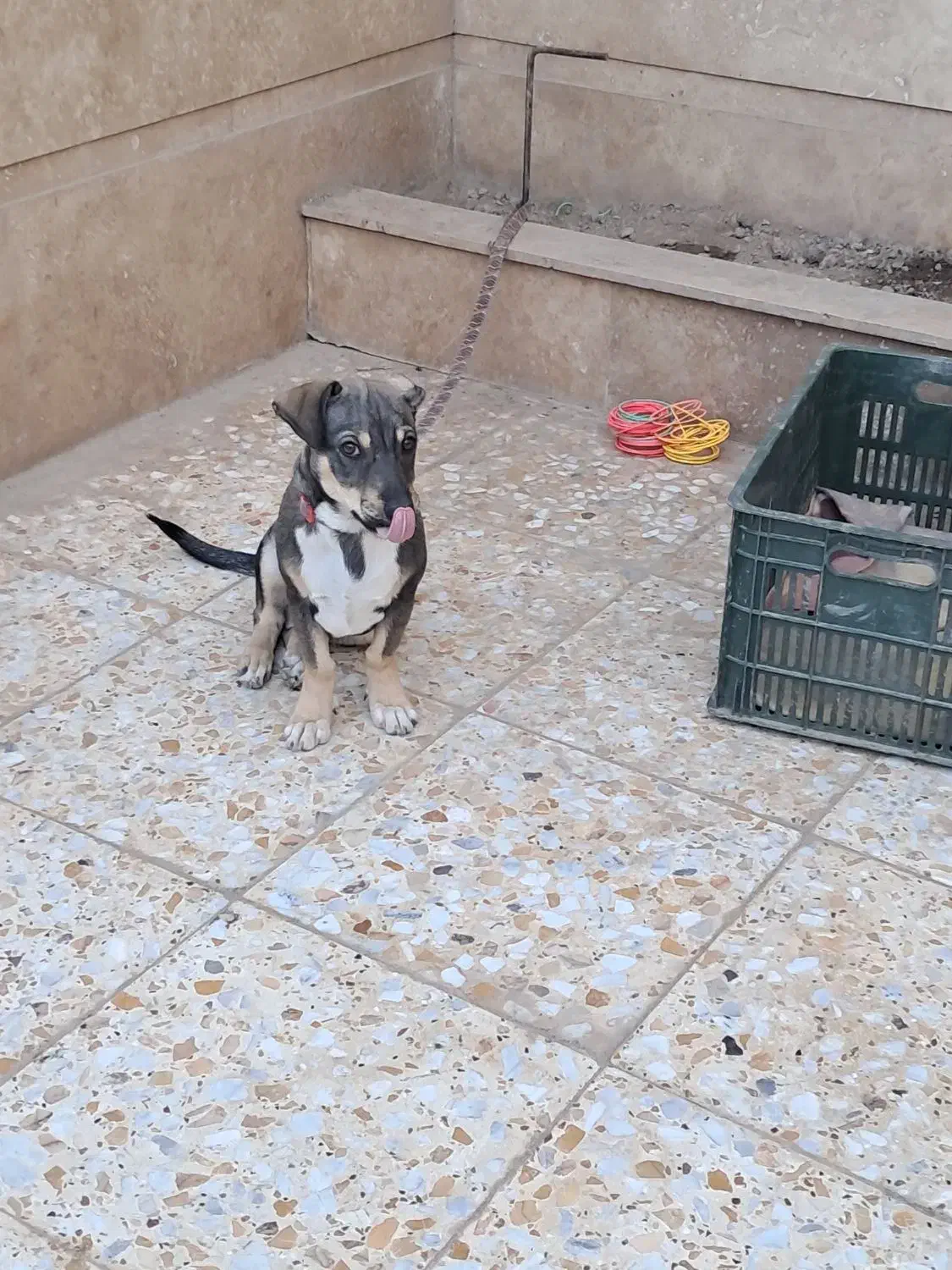 توله پا کوتاه بلژیکی|سگ|آزادشهر, |دیوار