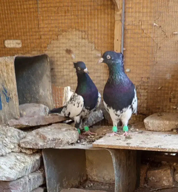 کفتر پرشی وجفتگاه|پرنده|تربتحیدریه, باغ ملی|دیوار