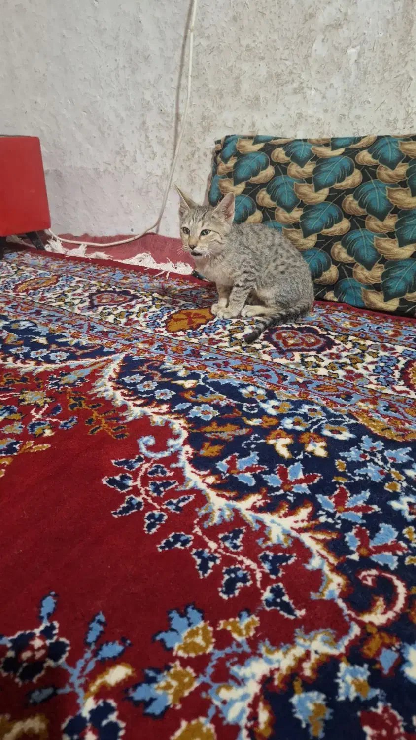 بچه گربه خانگی|گربه|بروجرد, |دیوار